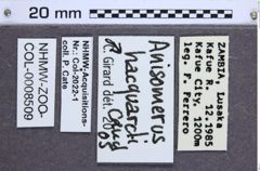 Etikette zu Anisomerus hacquardi (NHMW-ZOO-COL-0008509)